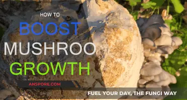Mushroom Growth Secrets: Boosting Your Yield