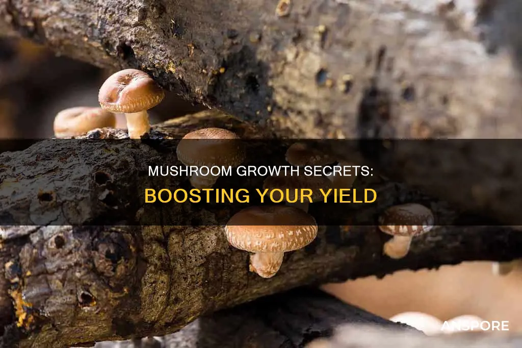 how to boost mushroom growth
