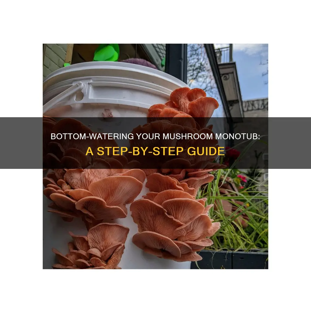 how to bottom water mushroom monotub