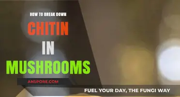 Breaking Down Mushroom Chitin: The Ultimate Guide