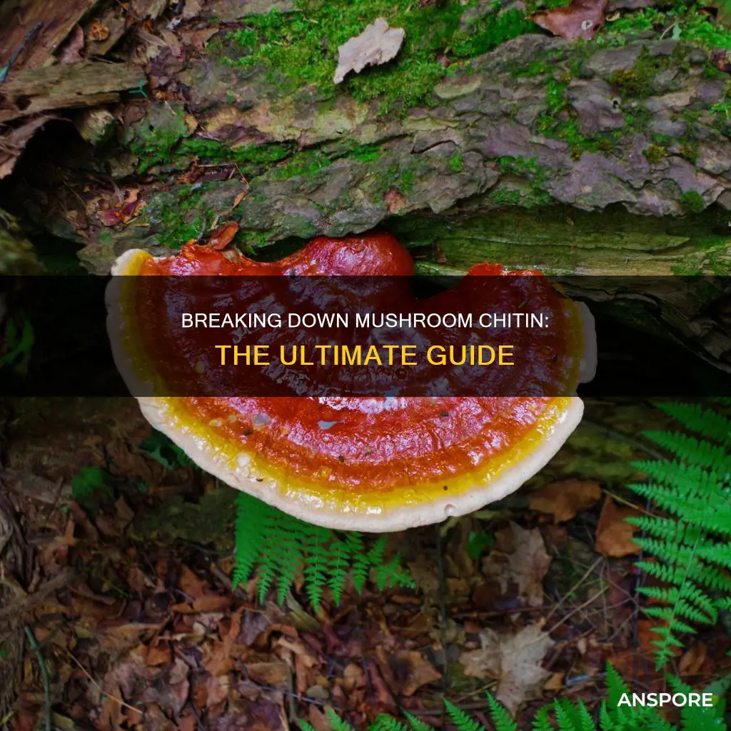 how to break down chitin in mushrooms