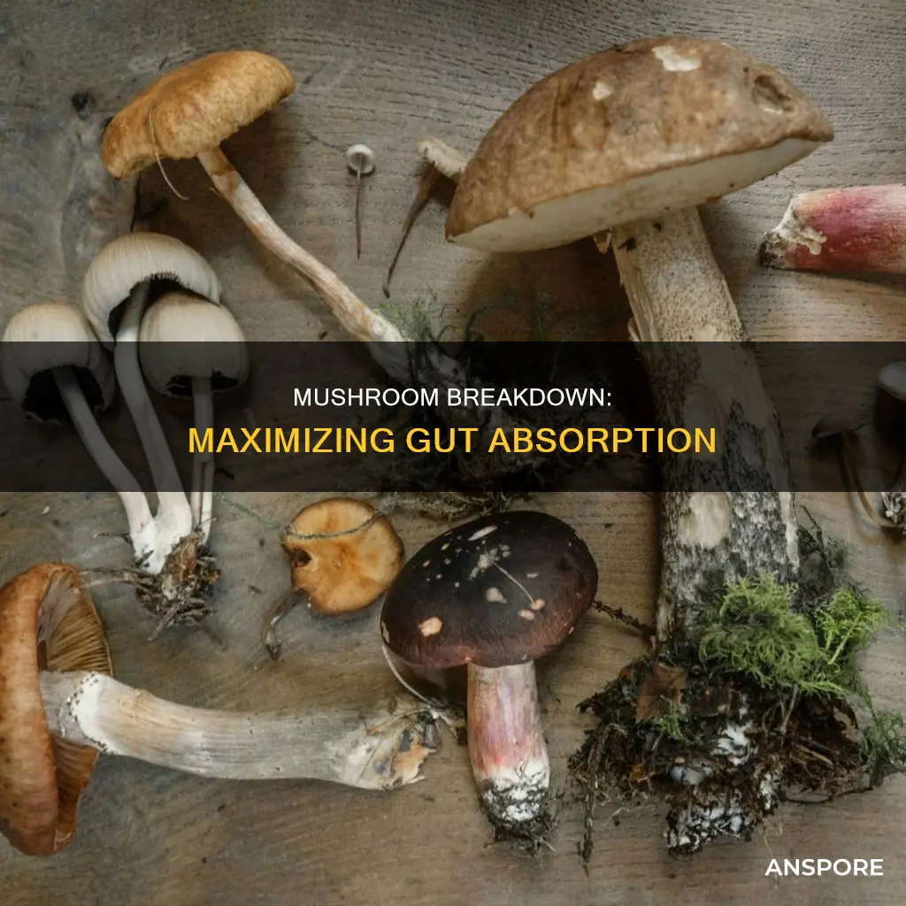 how to break down mushrooms in your gut