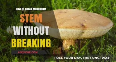 Breaking Mushroom Stems: A Gentle Technique