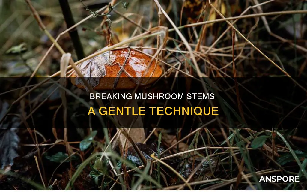 how to break mushroom stem without breaking