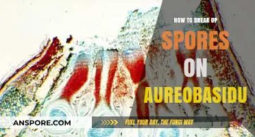 Effective Techniques to Disrupt Aureobasidium Spores for Mold Control