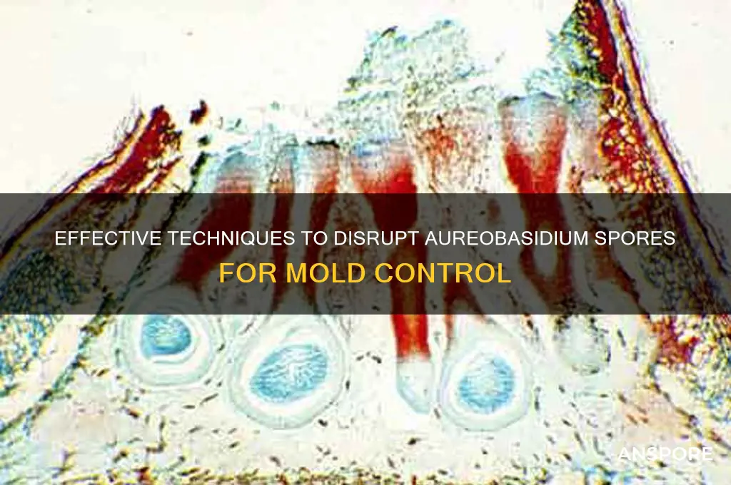 how to break up spores on aureobasidum