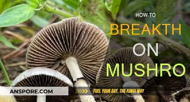 Unlocking the Power of Mushrooms: A Beginner's Guide