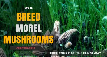 Mastering Morel Mushroom Cultivation: A Step-by-Step Breeding Guide