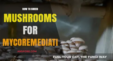 Breeding Mushrooms: Mycoremediation Made Easy