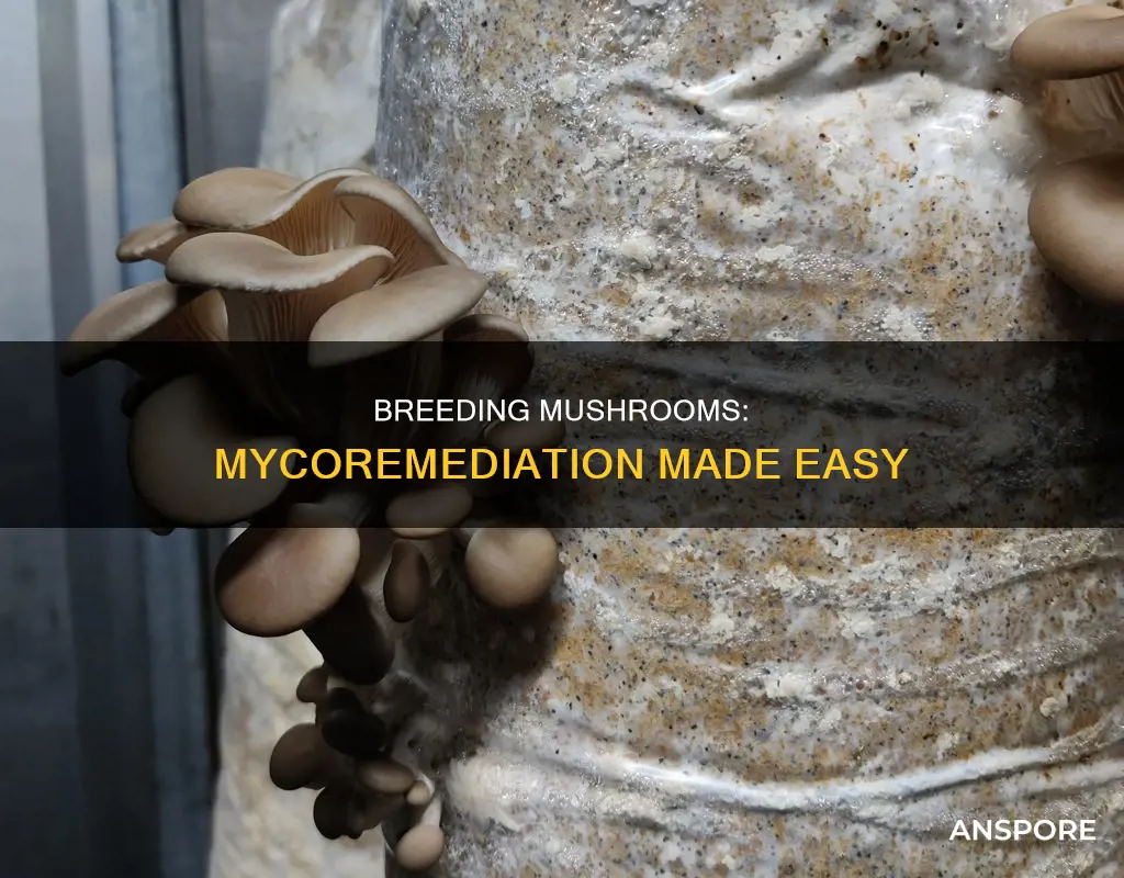 how to breed mushrooms for mycoremediation