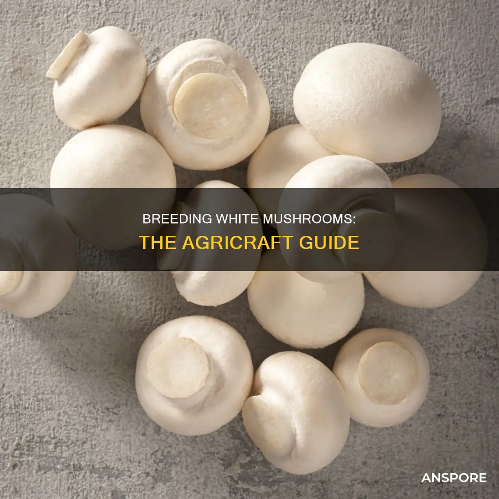 how to breed white mushroom agricraft