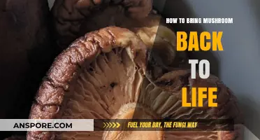 Reviving Mushrooms: A Simple Guide to Rehydration