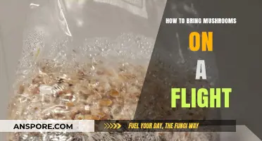 Traveling with Mushrooms: What You Need to Know