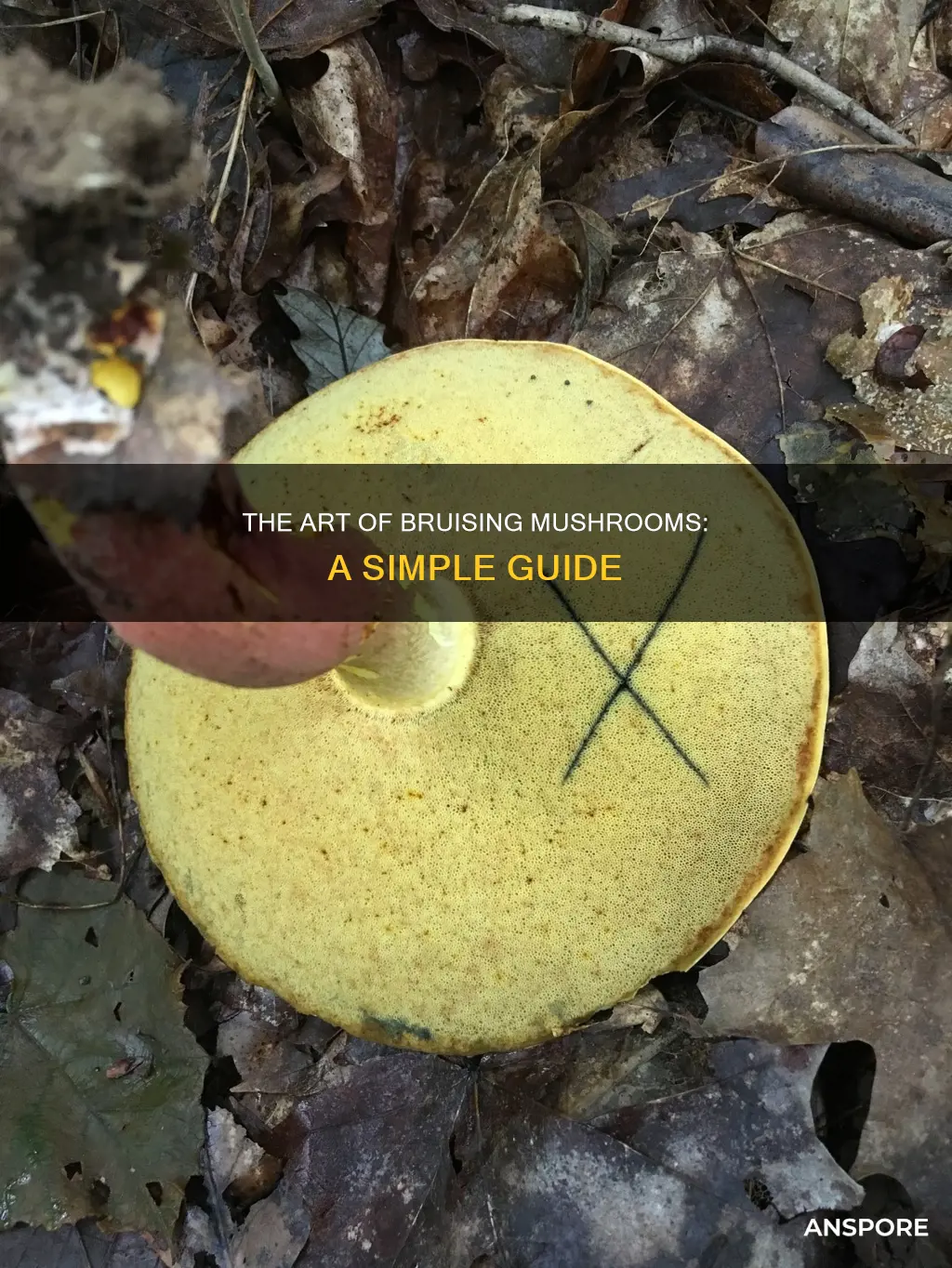 how to bruise a mushroom