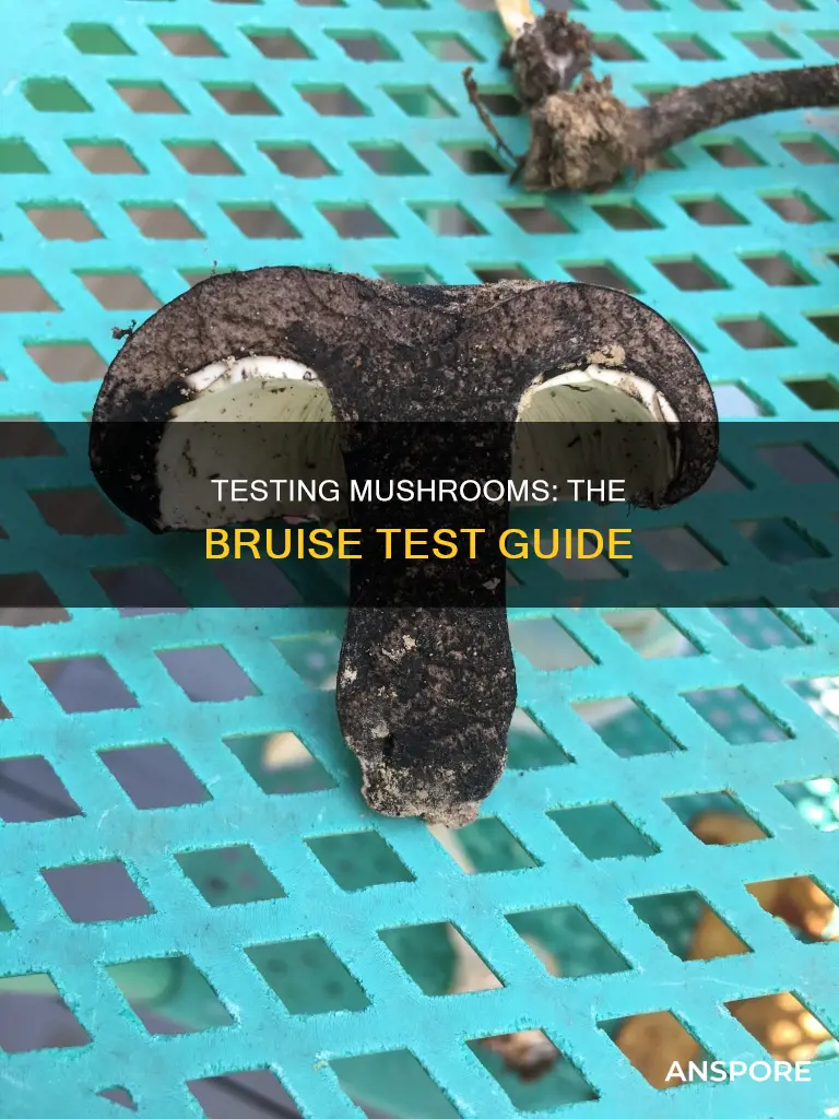 how to bruise test a mushroom