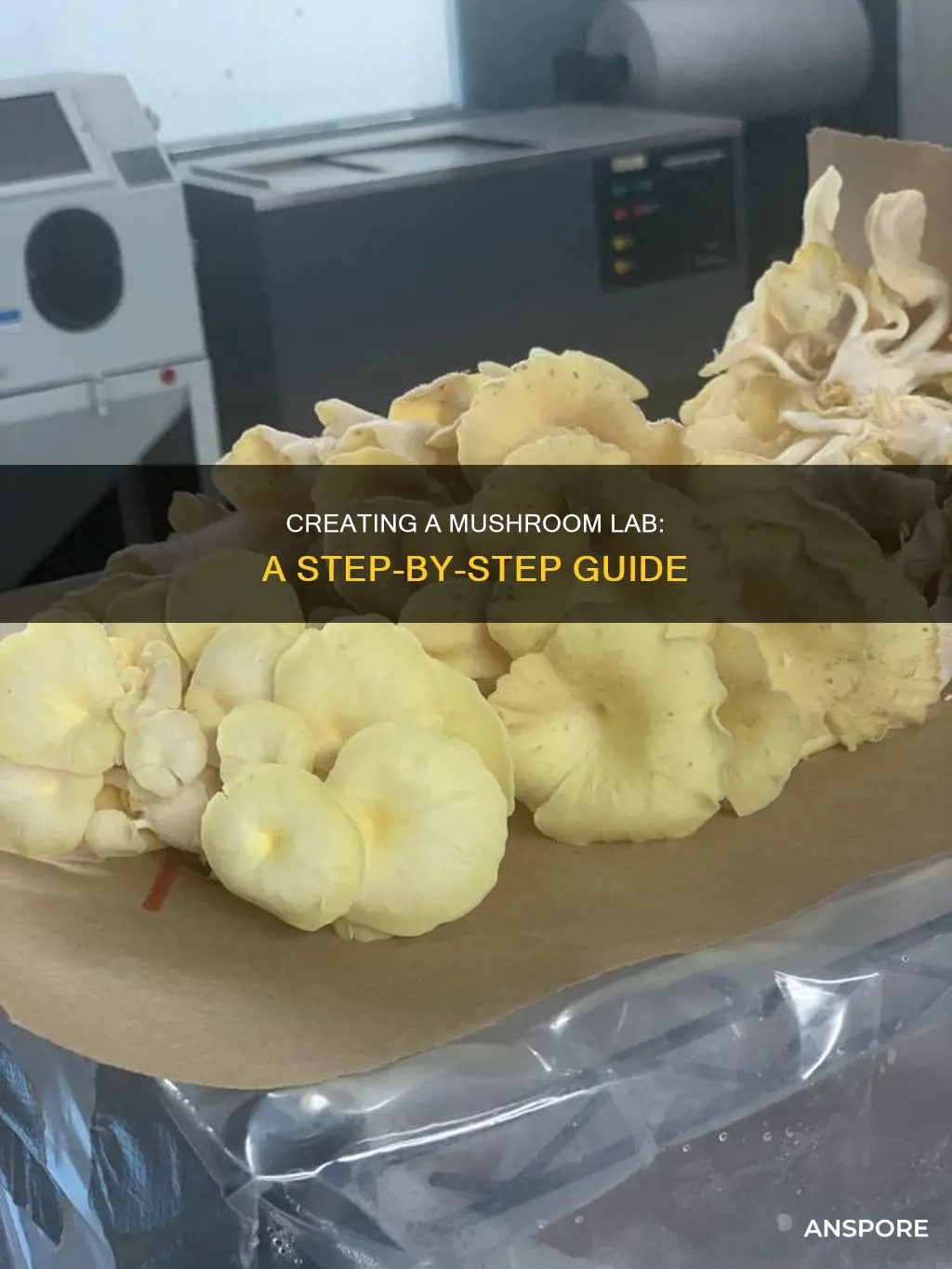 how to build a mushroom lab