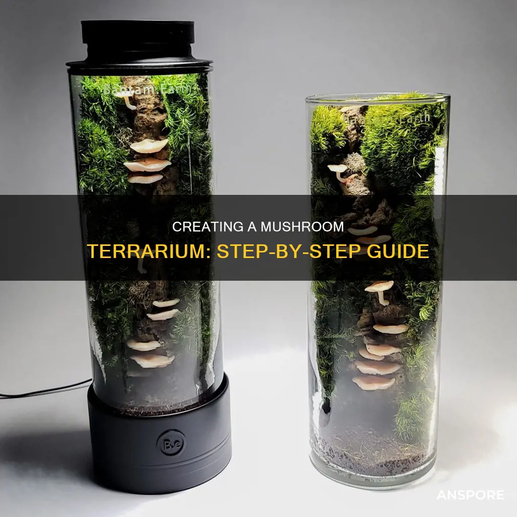 how to build a mushroom terrarium
