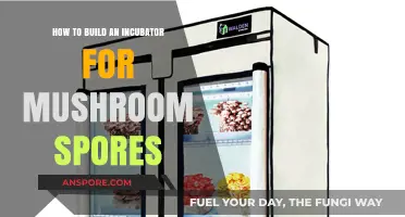 Creating Mushroom Spores Incubator: A Step-by-Step Guide