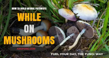 Building Neural Pathways: Enhancing Brain Function with Psychedelics