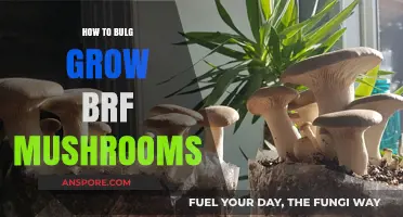 Mastering BRF Mushroom Cultivation: Tips for Bountiful Bulg Growth