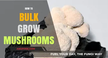 Mastering Mushroom Cultivation: A Comprehensive Guide to Bulk Growing Techniques