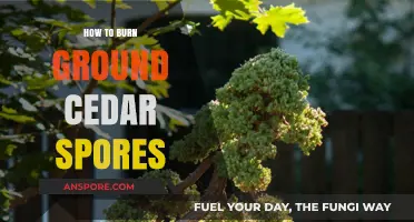 Effective Techniques for Burning Ground Cedar Spores Safely and Efficiently