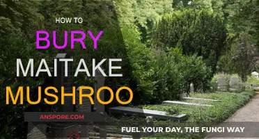 Growing Maitake Mushrooms: Burying Techniques for Success