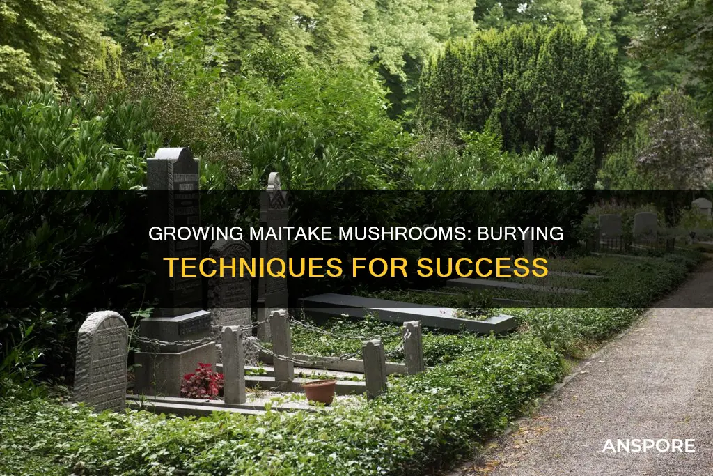 how to bury maitake mushrooms