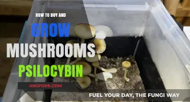 Cultivating Psilocybin Mushrooms: A Beginner's Guide to Growing and Buying