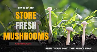 Fresh Mushroom Shopping and Storage: A Comprehensive Guide for Beginners