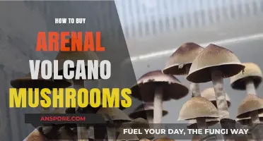 Discovering Arenal Volcano Mushrooms: A Guide to Safe and Legal Purchase