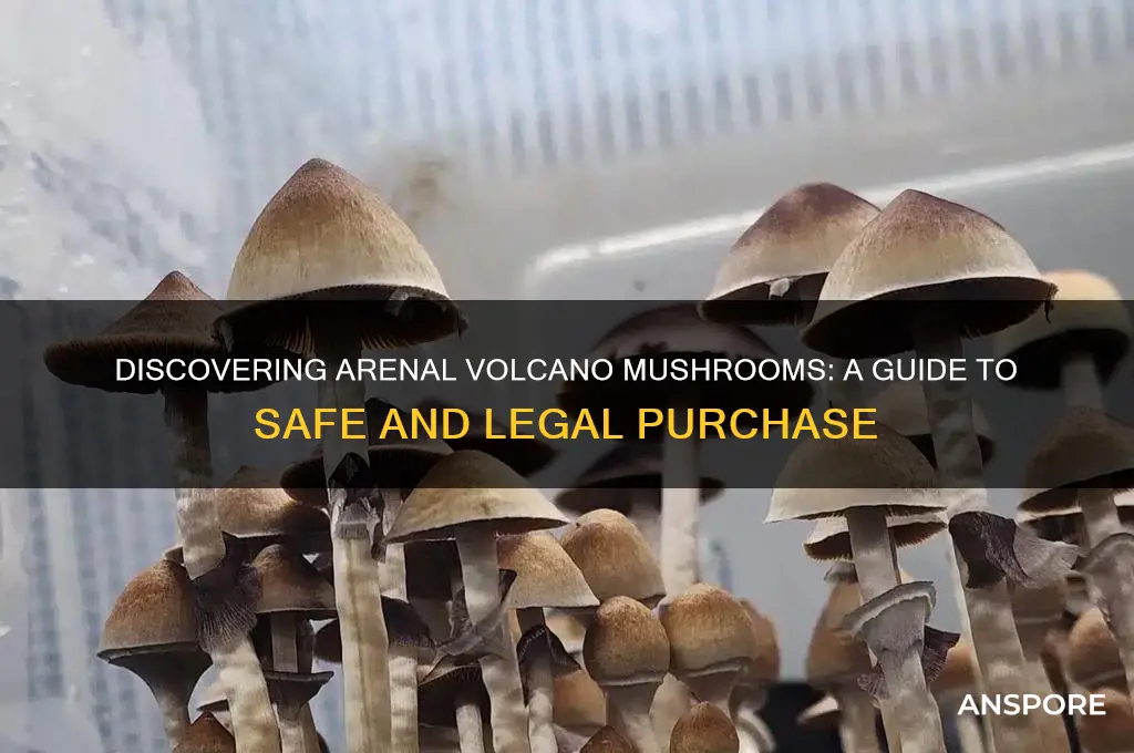 how to buy arenal volcano mushrooms