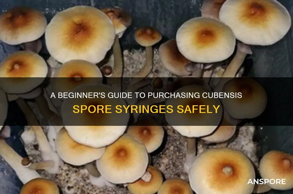 how to buy cubensis spore syringes