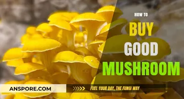 Mastering Mushroom Shopping: Tips for Choosing Fresh, Flavorful Varieties