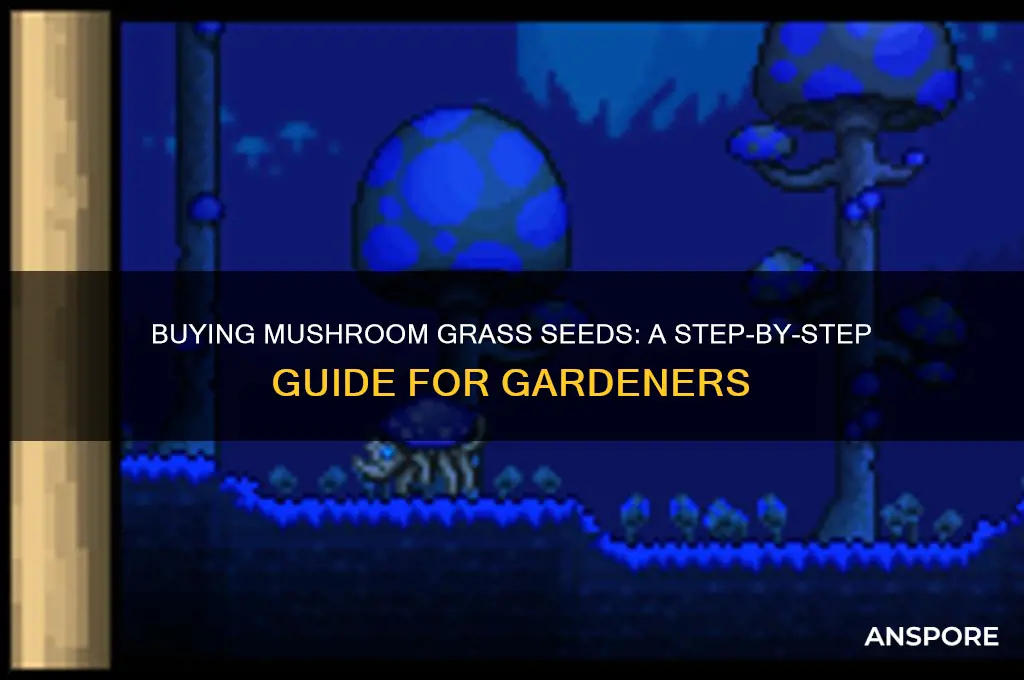 how to buy mushroom grass seeds
