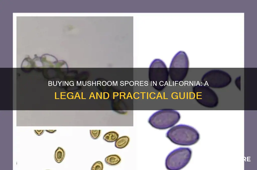 how to buy mushroom spores in california