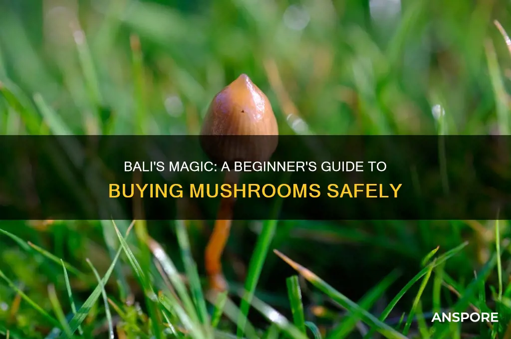 how to buy mushrooms in bali
