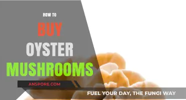 A Beginner's Guide to Buying Fresh Oyster Mushrooms Easily