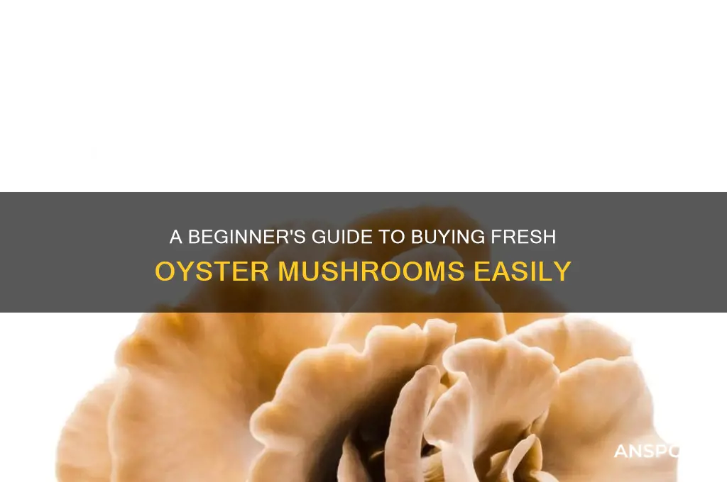 how to buy oyster mushrooms