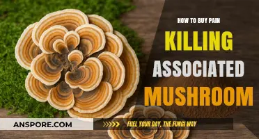 Exploring Natural Pain Relief: A Guide to Buying Medicinal Mushrooms