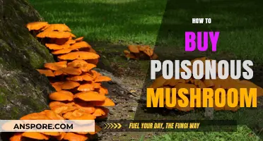Avoid Deadly Mistakes: Safely Identifying and Purchasing Poisonous Mushrooms