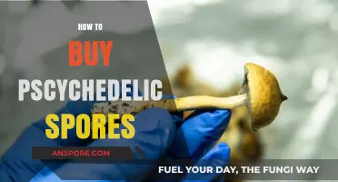 A Beginner's Guide to Legally Purchasing Psychedelic Spores Online