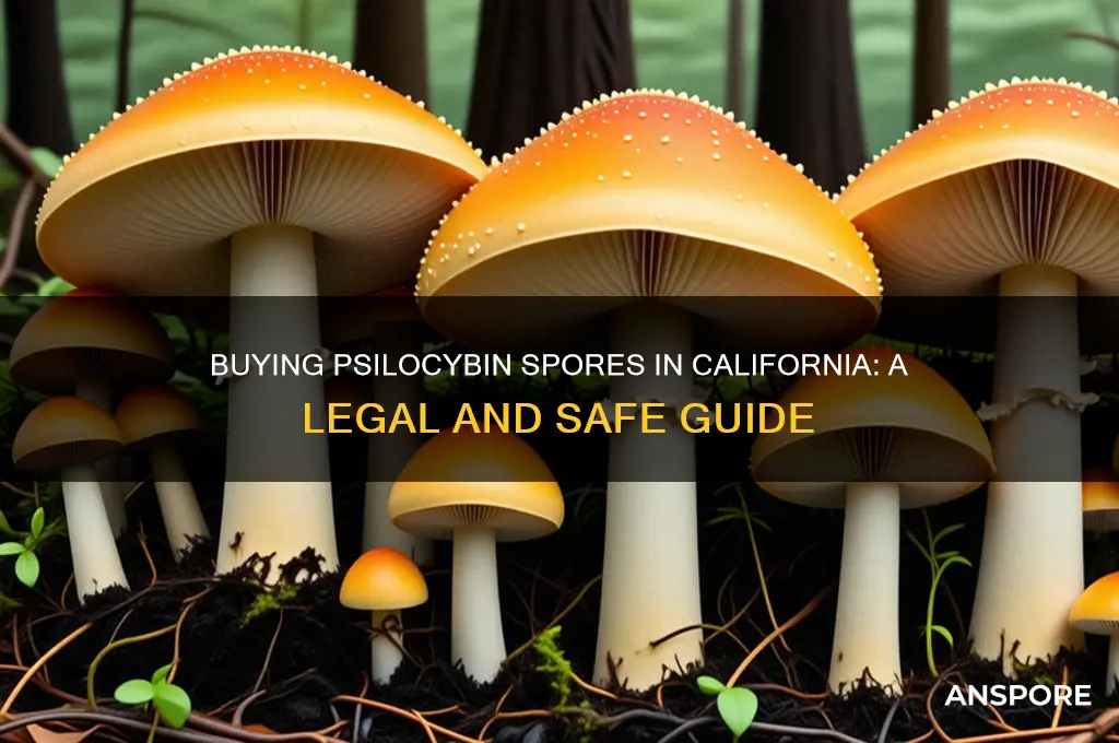 how to buy psilcybin spores in ca