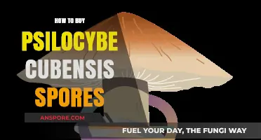 A Beginner's Guide to Purchasing Psilocybe Cubensis Spores Safely