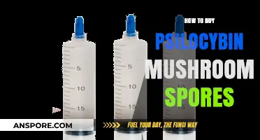 A Beginner's Guide to Legally Purchasing Psilocybin Mushroom Spores
