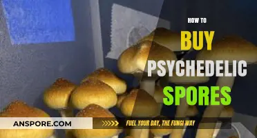 A Beginner's Guide to Legally Purchasing Psychedelic Spores Online