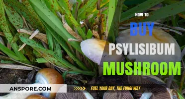 A Beginner's Guide to Buying Psilocybin Mushrooms Safely and Legally