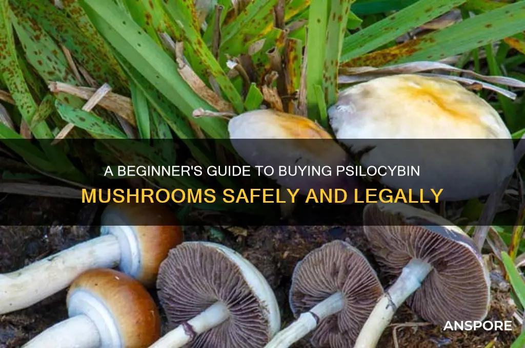 how to buy psylisibum mushrooms