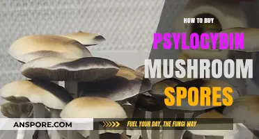 A Beginner's Guide to Legally Purchasing Psylocybin Mushroom Spores