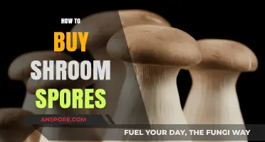 A Beginner's Guide to Legally Purchasing Shroom Spores Online